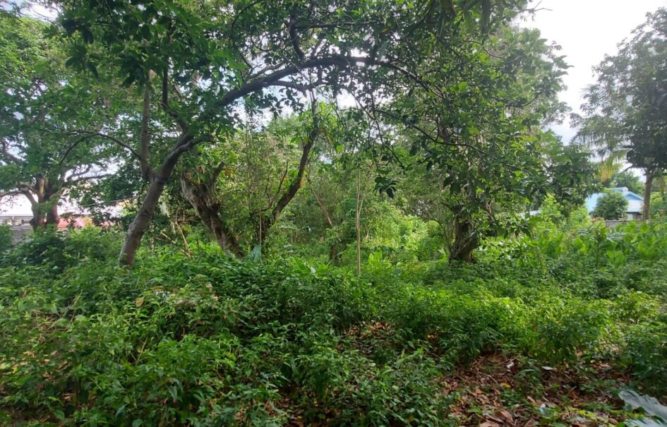 Terrain constructible de 758 m2, Saint Joseph Terrain constructible de 758 m2, Saint Joseph