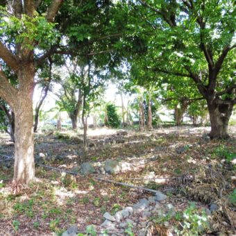 Beau terrain plat constructible, Saint Louis
