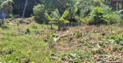 Terrain spacieux de 3 663 M2 dont 1 839 M2 constructibles, Saint-Philippe