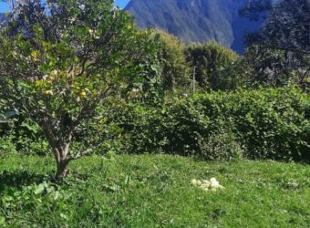 Ensemble immobilier avec jardin et vue montagne à Plaine Des Palmistes