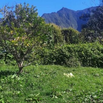 Ensemble immobilier avec jardin et vue montagne à Plaine Des Palmistes