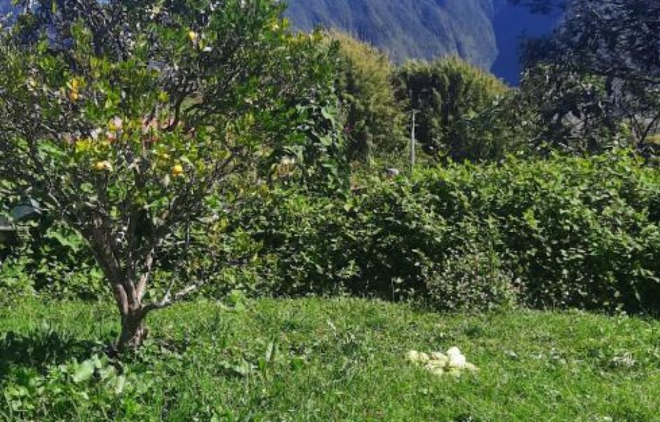 Ensemble immobilier avec jardin et vue montagne à Plaine Des Palmistes