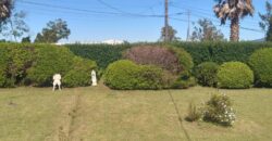 A vendre une villa T4 rénovée avec un très beau jardin clôturé et arboré à La Plaine des Cafres