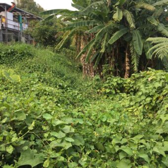 Terrain plat de 420m2 à vendre à La Chaloupe Saint-Leu