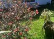 A louer un appartement T2 de 40m2 situé sur la commune de Bras Panon