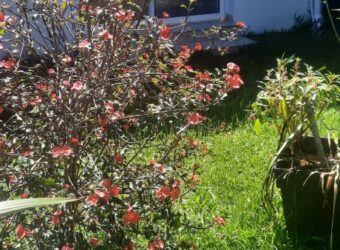 A louer un appartement T2 de 40m2 situé sur la commune de Bras Panon