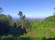 En vente une belle parcelle de terrain constructible de 5462 m2 situé aux Avirons