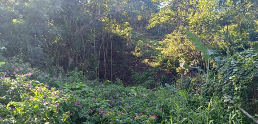 En vente une belle parcelle de terrain constructible de 5462 m2 situé aux Avirons