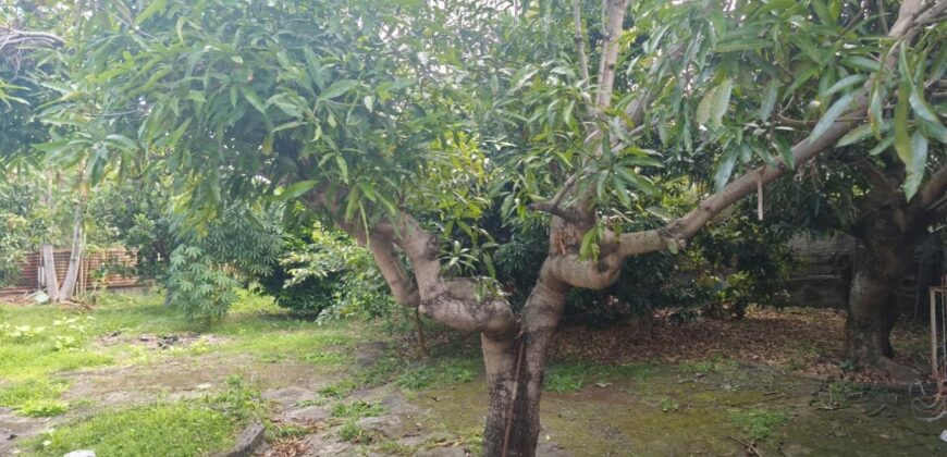 Vente d’une spacieuse villa F4 avec sous-sol sur un terrain arboré de 800m2 située dans le secteur résidentiel du Ruisseau à La Rivière Saint-Louis.