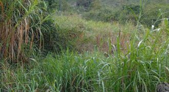 En vente un beau terrain de 500 m2 situé à Palmiste Rouge