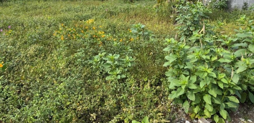En vente un joli terrain plat de 405 m2 situé à Bras de Pontho dans un secteur calme et agréable
