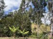 À vendre à Trois Bassins un beau terrain de 1431 m2 dont 631 m2 constructibles