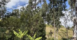 À vendre à Trois Bassins un beau terrain de 1431 m2 dont 631 m2 constructibles