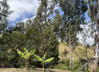 À vendre à Trois Bassins un beau terrain de 1431 m2 dont 631 m2 constructibles