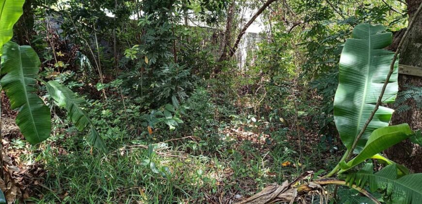 En vente un terrain arboré de 400 m2 situé dans un quartier calme à L’Entre Deux
