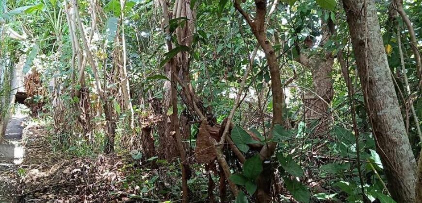 En vente un terrain arboré de 400 m2 situé dans un quartier calme à L’Entre Deux