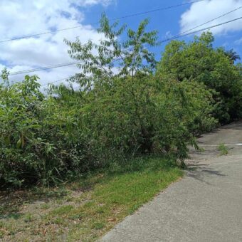 En vente un terrain arboré de 400 m2 situé dans un quartier calme à L’Entre Deux