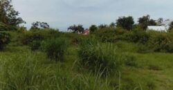 Vente terrain borné de 7690 m2 situé en zone AUC au Tampon Bras Creux