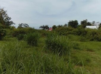 Vente terrain borné de 7690 m2 situé en zone AUC au Tampon Bras Creux