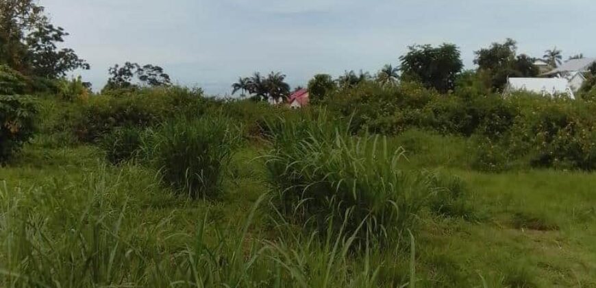 Vente terrain borné de 7690 m2 situé en zone AUC au Tampon Bras Creux