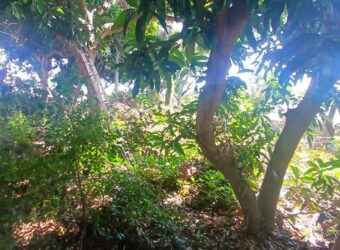 À vendre un beau terrain constructible de 445 m2 situé à Saint Gilles Les Hauts