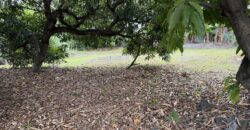 À vendre un terrain plat et arboré de 476 m2 situé au fond d’une impasse calme à La Ravine des Cabris