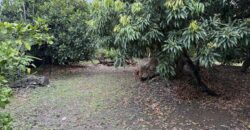 À vendre un terrain plat et arboré de 476 m2 situé au fond d’une impasse calme à La Ravine des Cabris