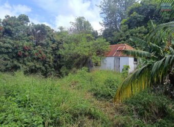 À vendre une vaste parcelle plate et arborée de 1268 m2 dont 1104 m2 constructible située au Tampon Réunion
