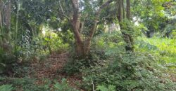 À vendre une vaste parcelle plate et arborée de 1268 m2 dont 1104 m2 constructible située au Tampon Réunion