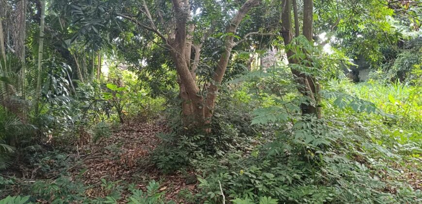 À vendre une vaste parcelle plate et arborée de 1268 m2 dont 1104 m2 constructible située au Tampon Réunion
