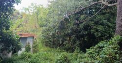 À vendre une vaste parcelle plate et arborée de 1268 m2 dont 1104 m2 constructible située au Tampon Réunion