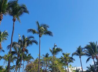 Location d’un joli appartement T2 meublé de 44m2 au coeur de Saint Leu Réunion